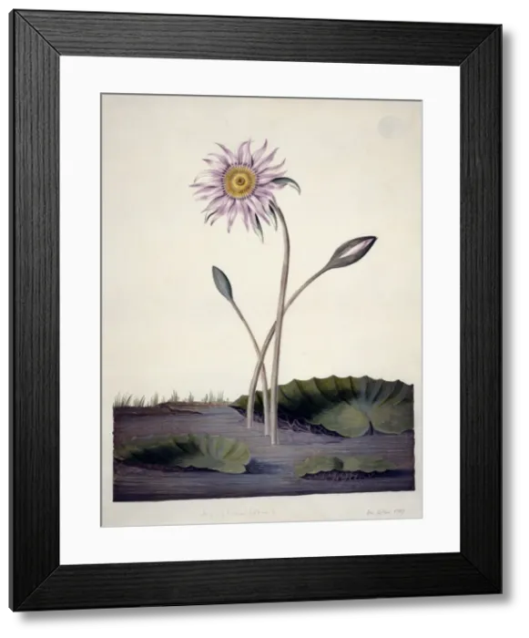 Framed Print : Nymphaea stellata L. water lily Framed Print : Nymphaea stellata L. water lily