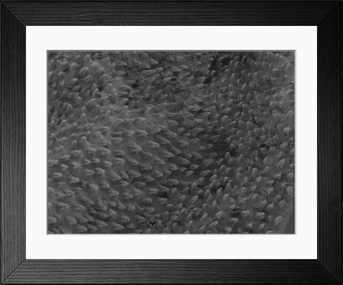 Framed Print : Isurus oxyrinchus, mako shark Framed Print : Isurus oxyrinchus, mako shark