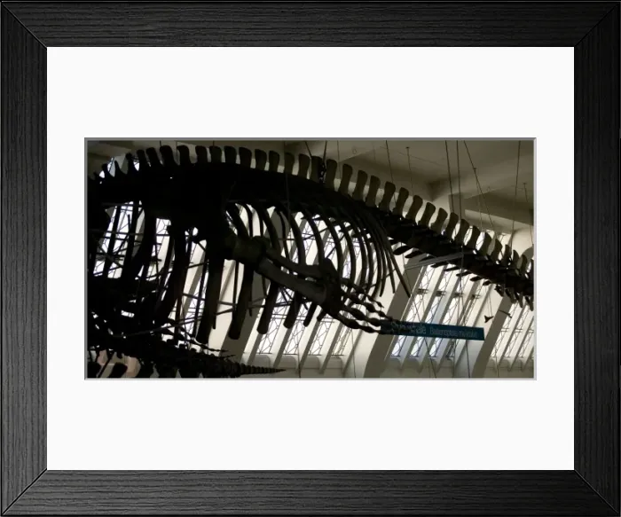 Framed Print : Balaenoptera musculus, blue whale Framed Print : Balaenoptera musculus, blue whale