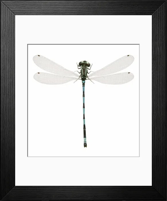 Framed Print : Southern Damselfly Framed Print : Southern Damselfly