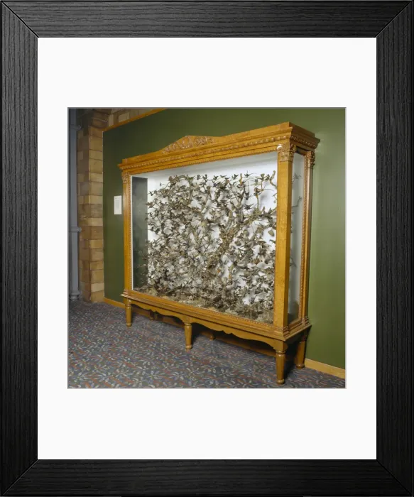 Framed Print : Hummingbirds in a cabinet Framed Print : Hummingbirds in a cabinet