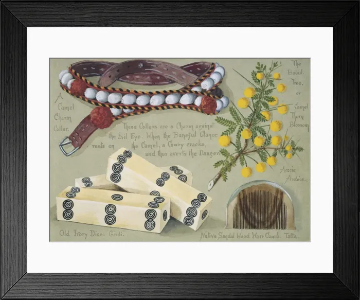 Framed Print : Acacia sp. babul tree Framed Print : Acacia sp. babul tree