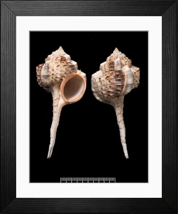 Framed Print : Haustellum haustellum, snipes bill murex Framed Print : Haustellum haustellum, snipes bill murex