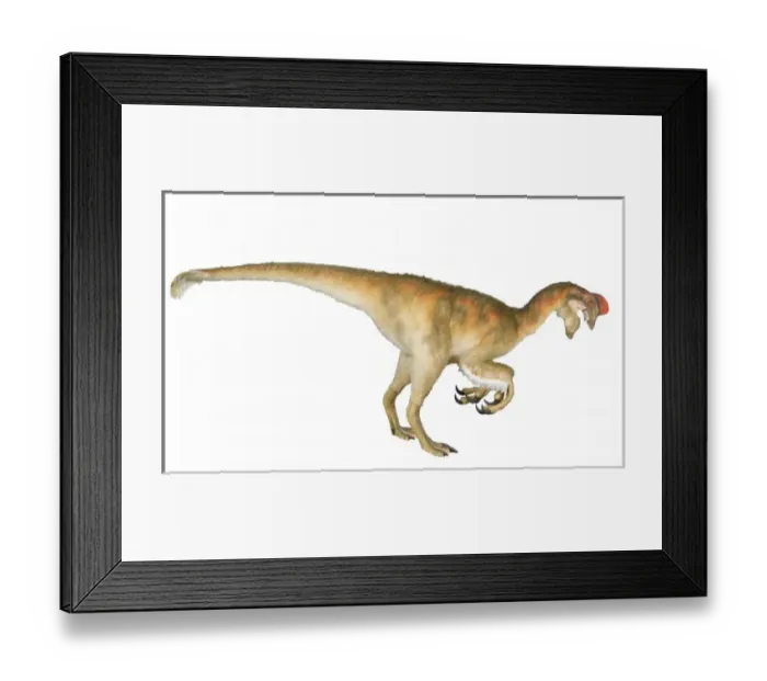 Framed Print : Oviraptor. An animatronic Oviraptor dinosaur made by Kokoro in colabroration Framed Print : Oviraptor. An animatronic Oviraptor dinosaur made by Kokoro in colabroration