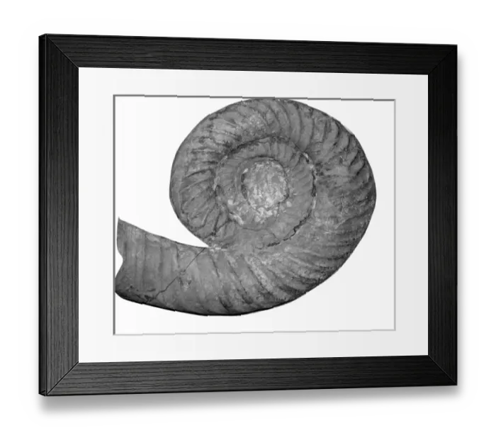 Framed Print : Barrandeoceras sp Framed Print : Barrandeoceras sp
