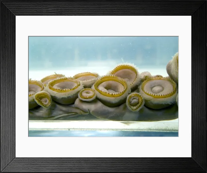 Framed Print : Architeutis dux, giant squid Framed Print : Architeutis dux, giant squid
