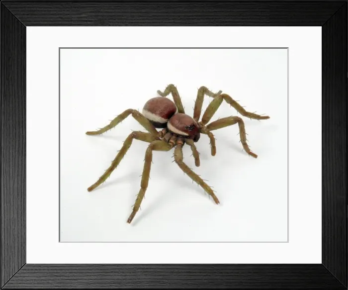Framed Print : Dolomedes fimbriatus, great raft spider model Framed Print : Dolomedes fimbriatus, great raft spider model