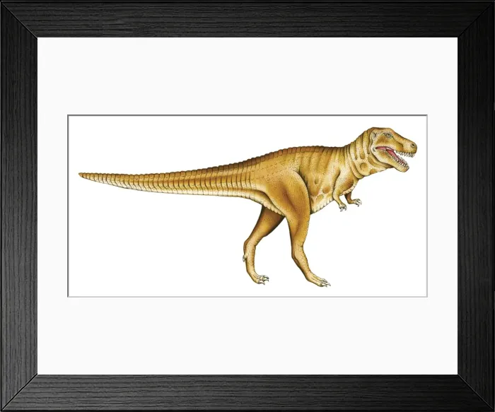 Framed Print : Tyrannosaurus rex Framed Print : Tyrannosaurus rex