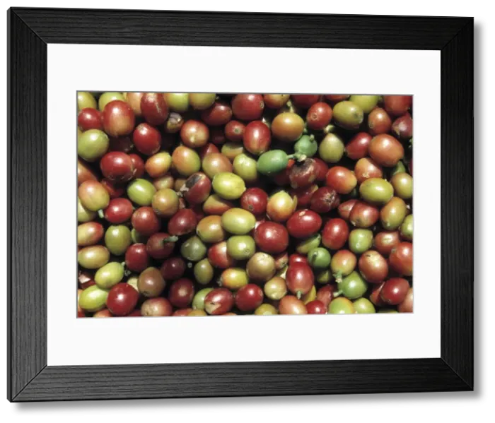 Framed Print : Coffea sp. coffee beans Framed Print : Coffea sp. coffee beans