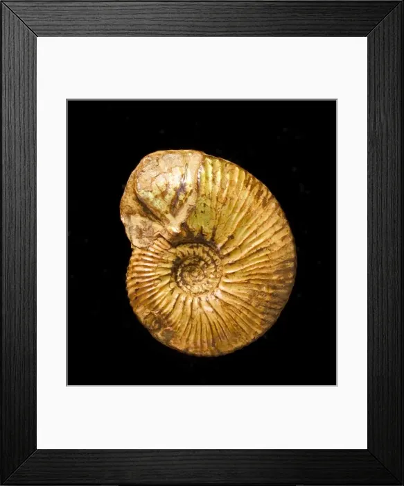 Framed Print : A fossil Kosmoceras, ammonite Framed Print : A fossil Kosmoceras, ammonite