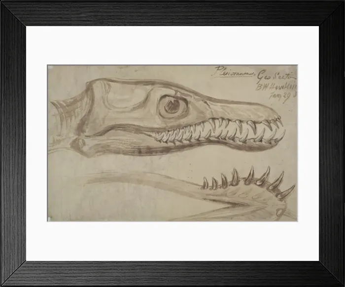 Framed Print : Plesiosaurus Framed Print : Plesiosaurus