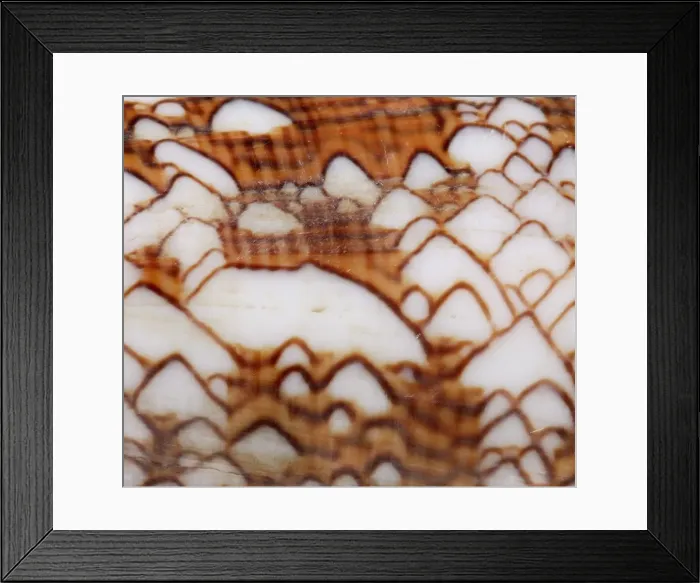 Framed Print : Conus textile, textile cone Framed Print : Conus textile, textile cone