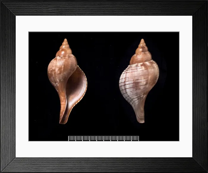 Framed Print : Fasciolaria tulipa, true tulip Framed Print : Fasciolaria tulipa, true tulip