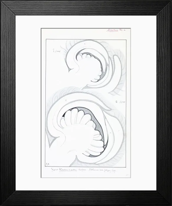 Framed Print : Illustration by Arthur Harry Church (1865-1937) Framed Print : Illustration by Arthur Harry Church (1865-1937)