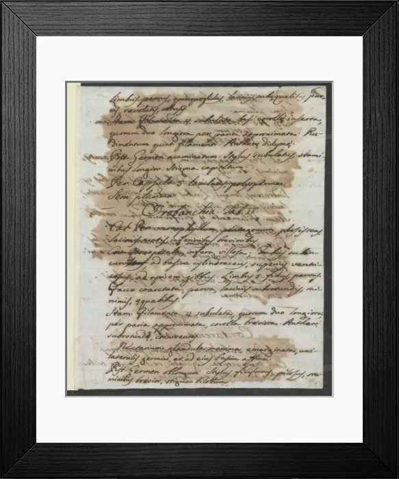Framed Print : Letter from Vandelli, Domenico Framed Print : Letter from Vandelli, Domenico