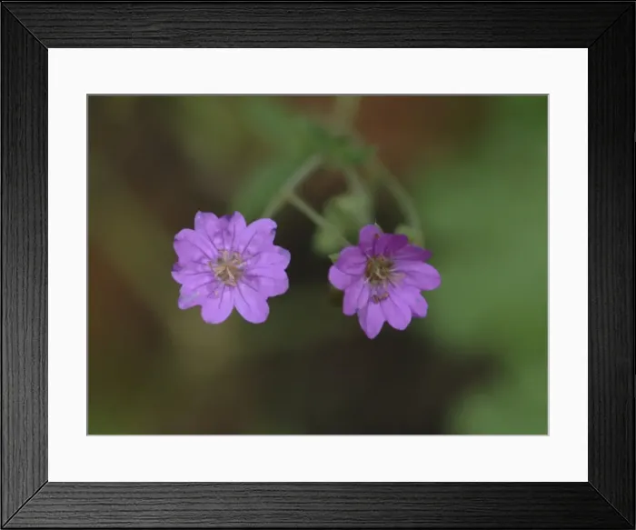 Framed Print : Geranium pratense, meadow cranesbill Framed Print : Geranium pratense, meadow cranesbill