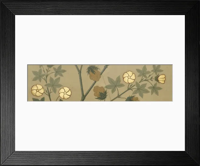 Framed Print : Gossypium barbadense, cotton Framed Print : Gossypium barbadense, cotton
