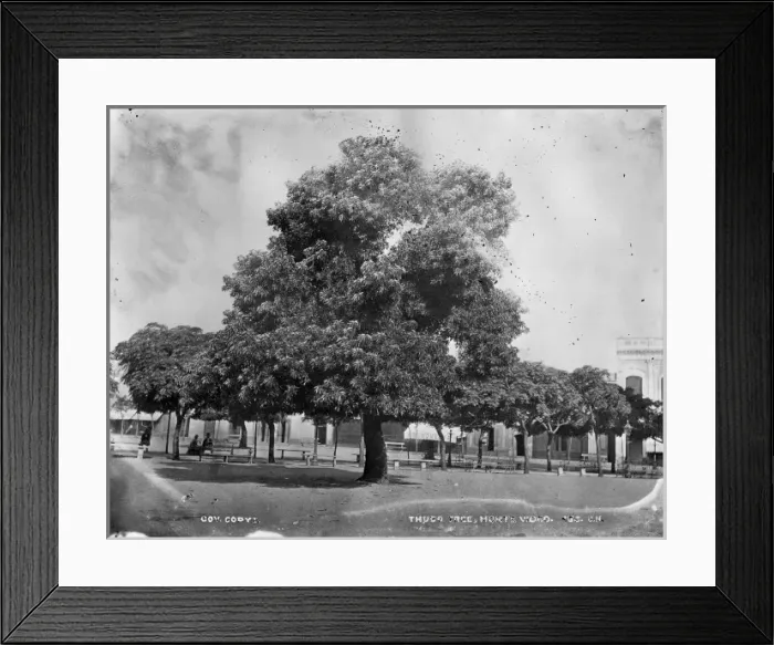 Framed Print : Thubo tree, Montevideo, Uruguay Framed Print : Thubo tree, Montevideo, Uruguay