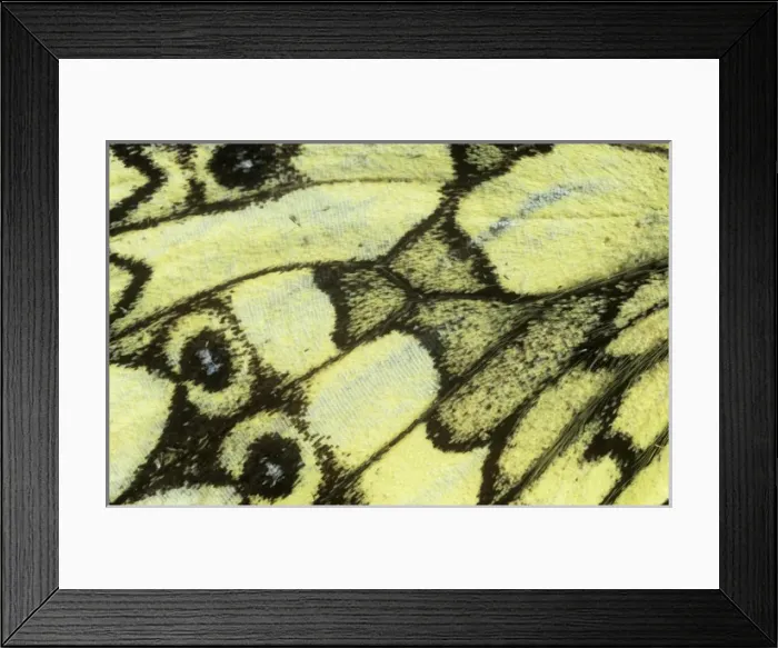 Framed Print : Melanargia galathea, marbled white butterfly Framed Print : Melanargia galathea, marbled white butterfly