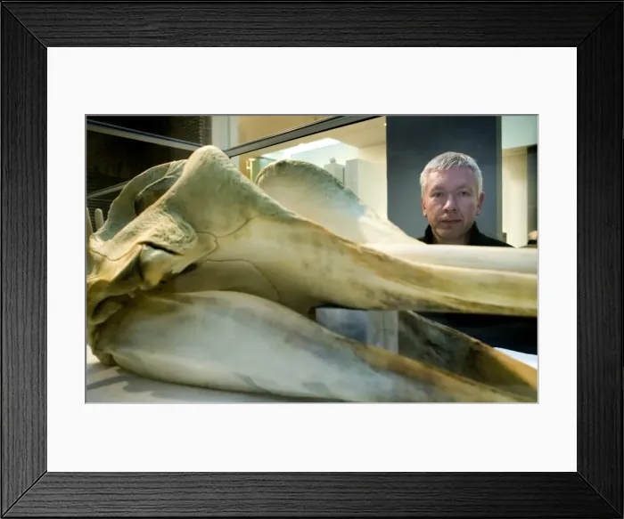 Framed Print : Hyperoodon ampullatus, northern bottlenose whale Framed Print : Hyperoodon ampullatus, northern bottlenose whale