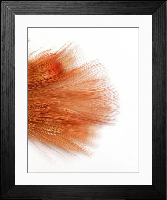 Framed Print : Pyroderus scutatus masoni, red-ruffed fruitcrow Framed Print : Pyroderus scutatus masoni, red-ruffed fruitcrow