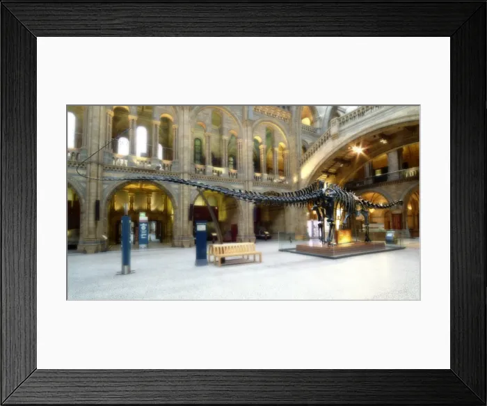 Framed Print : Diplodocus carnegiei Framed Print : Diplodocus carnegiei