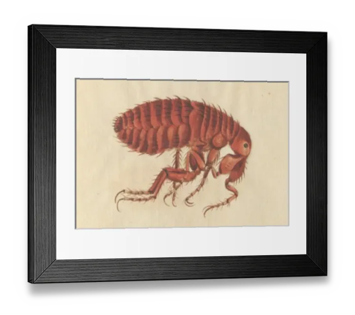 Framed Print : English Insects illustration by James Barbut Framed Print : English Insects illustration by James Barbut