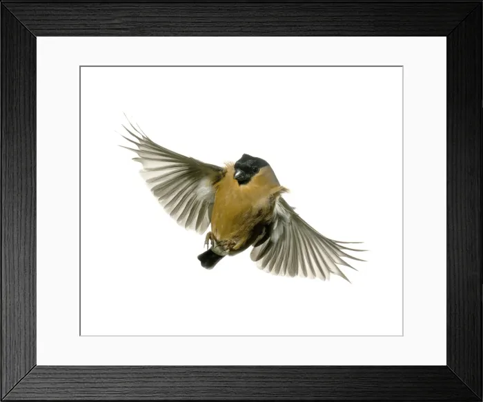 Framed Print : Pyrrhula pyrrhula, bullfinch Framed Print : Pyrrhula pyrrhula, bullfinch