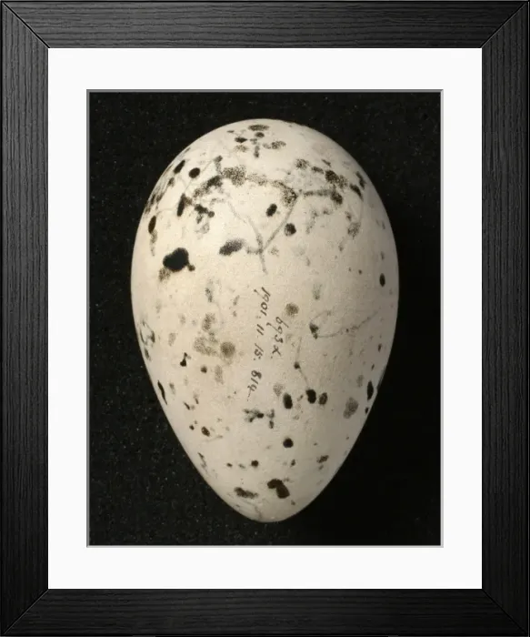Framed Print : Pinguinus impennis, great auk Framed Print : Pinguinus impennis, great auk