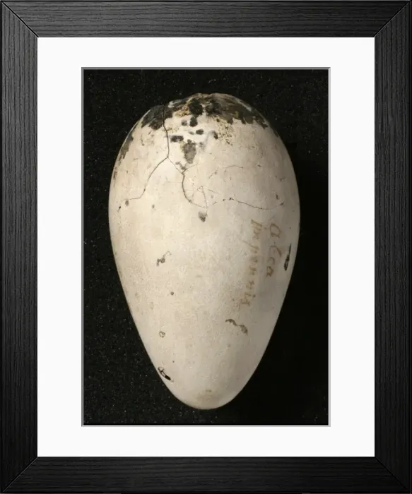 Framed Print : Pinguinus impennis, great auk Framed Print : Pinguinus impennis, great auk