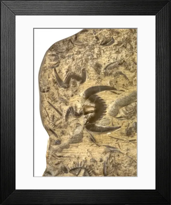 Framed Print : Butterfly stone Hu-die-shih trilobites Framed Print : Butterfly stone Hu-die-shih trilobites