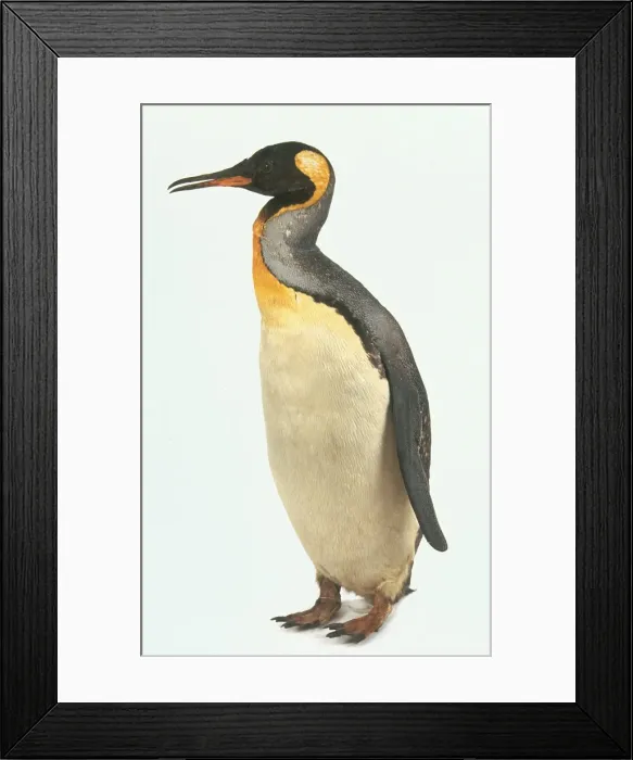 Framed Print : Aptenodytes patagonicus, king penguin Framed Print : Aptenodytes patagonicus, king penguin