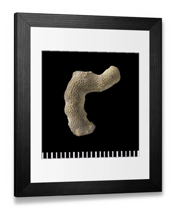 Framed Print : Hallopora, bryozoan Framed Print : Hallopora, bryozoan