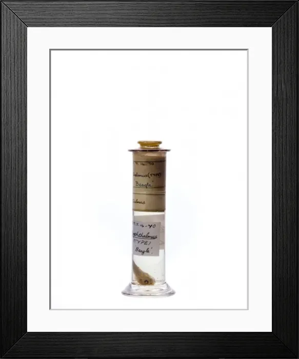 Framed Print : Gobiesox poecilophthalmos, clingfish Framed Print : Gobiesox poecilophthalmos, clingfish