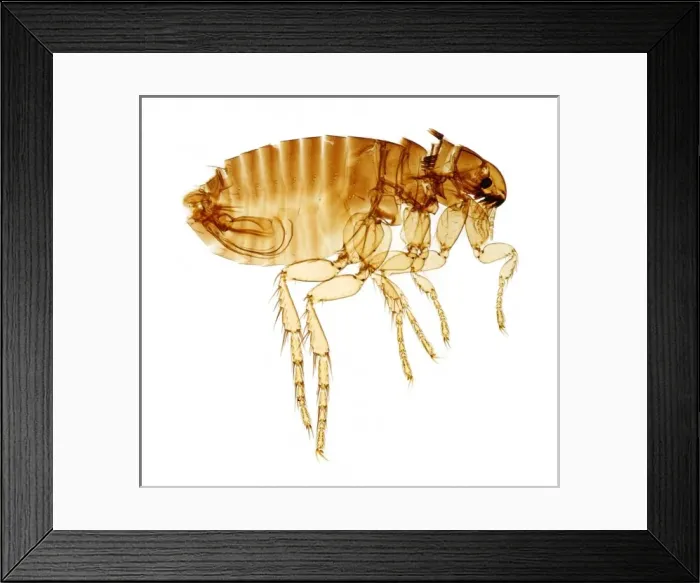 Framed Print : Ctenocephalides felis felis, cat flea Framed Print : Ctenocephalides felis felis, cat flea