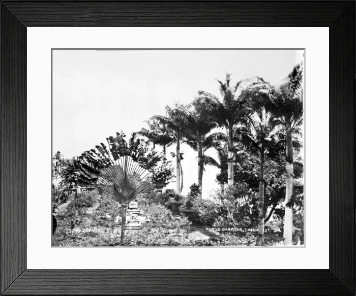 Framed Print : Bahia public gardens, Brazil, South America 1873 Framed Print : Bahia public gardens, Brazil, South America 1873
