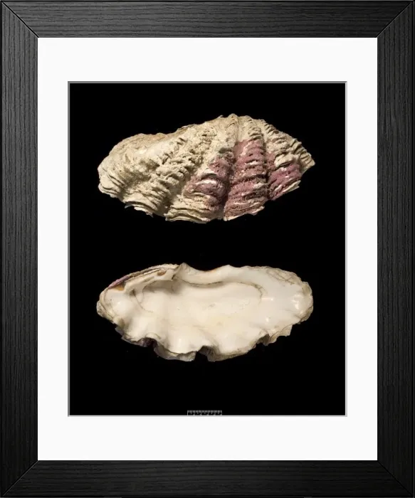 Framed Print : Tridacna gigas, giant clam Framed Print : Tridacna gigas, giant clam