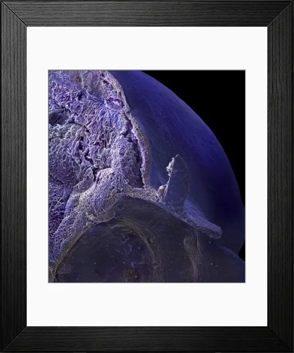 Framed Print : Vaccinium sp. blueberry Framed Print : Vaccinium sp. blueberry