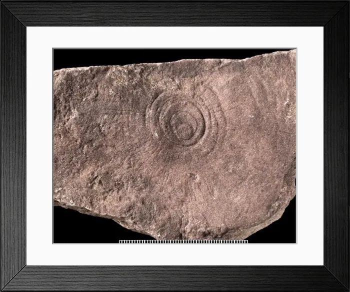 Framed Print : Cyclomedusa Framed Print : Cyclomedusa