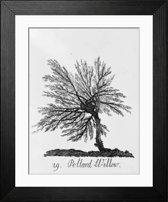 Framed Print : Pollard Willow Framed Print : Pollard Willow