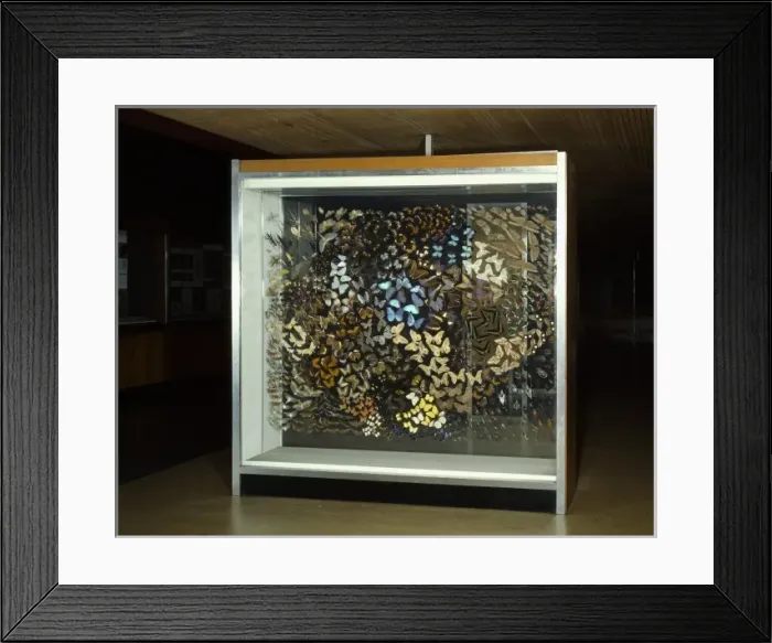 Framed Print : Insect Gallery Framed Print : Insect Gallery