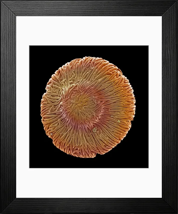 Framed Print : Browallia speciosa, amethyst Framed Print : Browallia speciosa, amethyst
