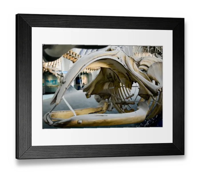 Framed Print : Eubalaena glacialis, black right whale Framed Print : Eubalaena glacialis, black right whale
