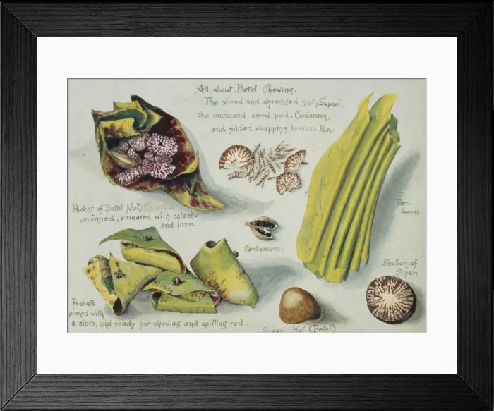 Framed Print : All about Betel chewing Framed Print : All about Betel chewing