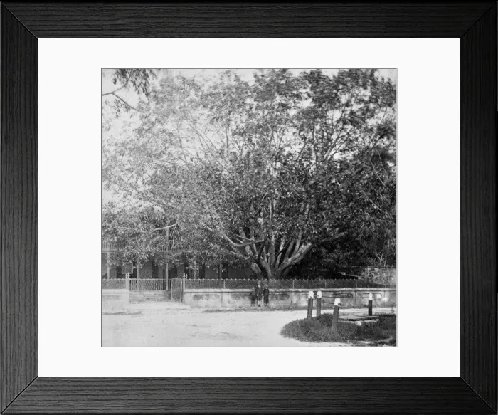 Framed Print : Front garden and roadside Framed Print : Front garden and roadside