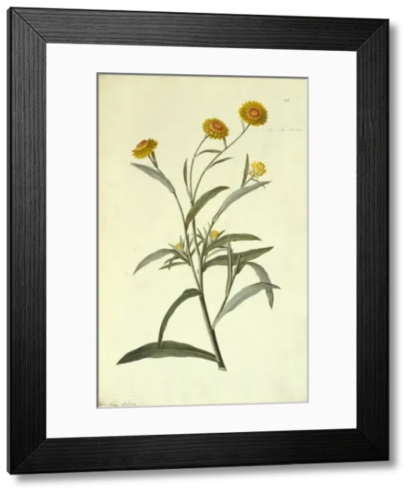 Framed Print : Helichrisum brachteatum, strawflower Framed Print : Helichrisum brachteatum, strawflower