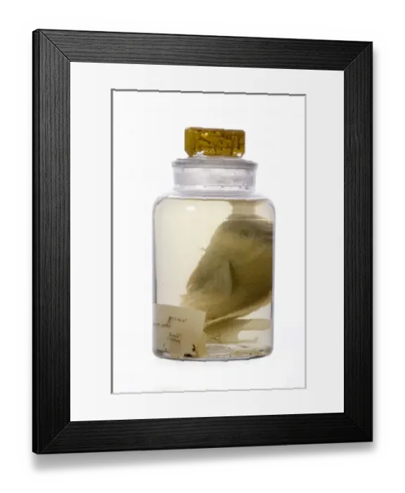 Framed Print : Pseudoscarus lepidus, parrot fish