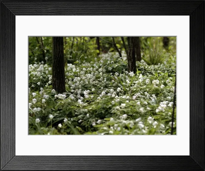 Framed Print : Anemone nemorosa, wood anemone