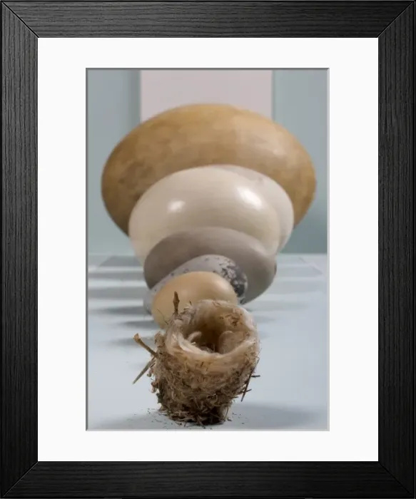 Framed Print : Egg display in the Bird Gallery of the Natural History Museu Framed Print : Egg display in the Bird Gallery of the Natural History Museu