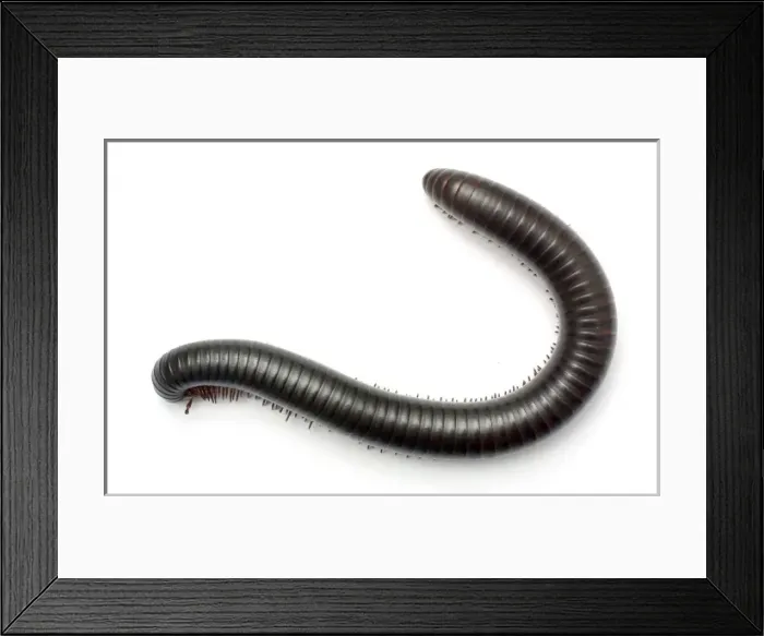 Framed Print : Archispirostreptus gigas, African giant black millipede Framed Print : Archispirostreptus gigas, African giant black millipede